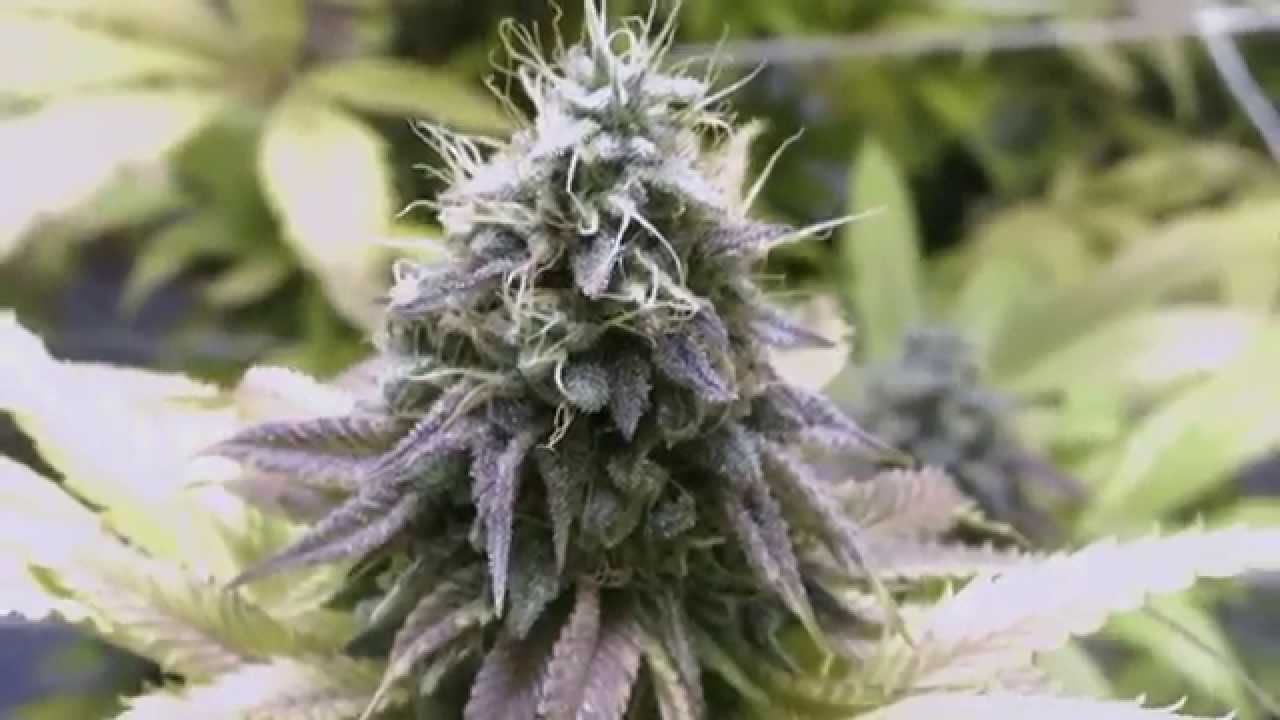 Indoor Cannabis Grow  Next batch day 49