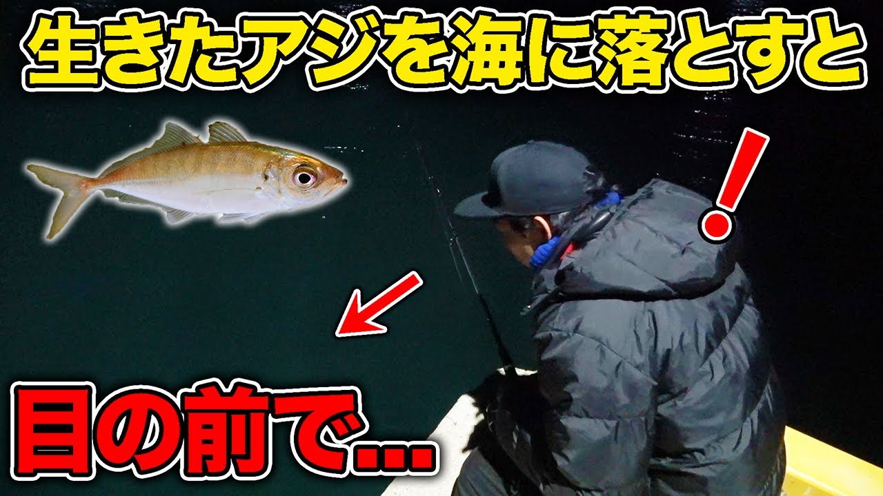 【島遠征#2】釣ったアジをエサにしたら目の前で襲われた！！