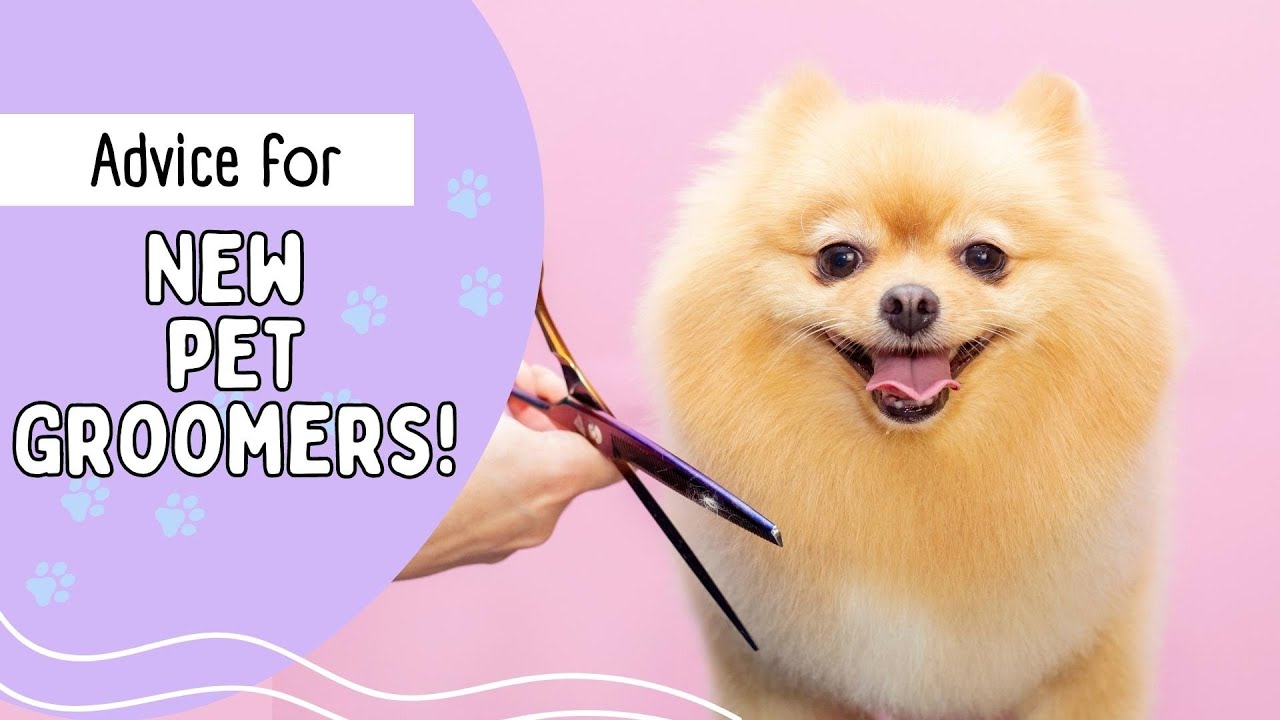 Advice for New Pet Groomers | Pet Grooming Career #petgroomer