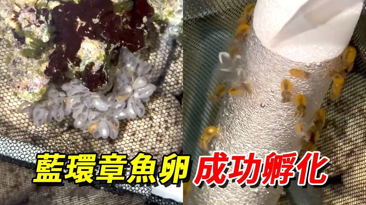 藍環章魚孵化成功！差點丟了命…剛出生就亂跑啥啊【王小怪】