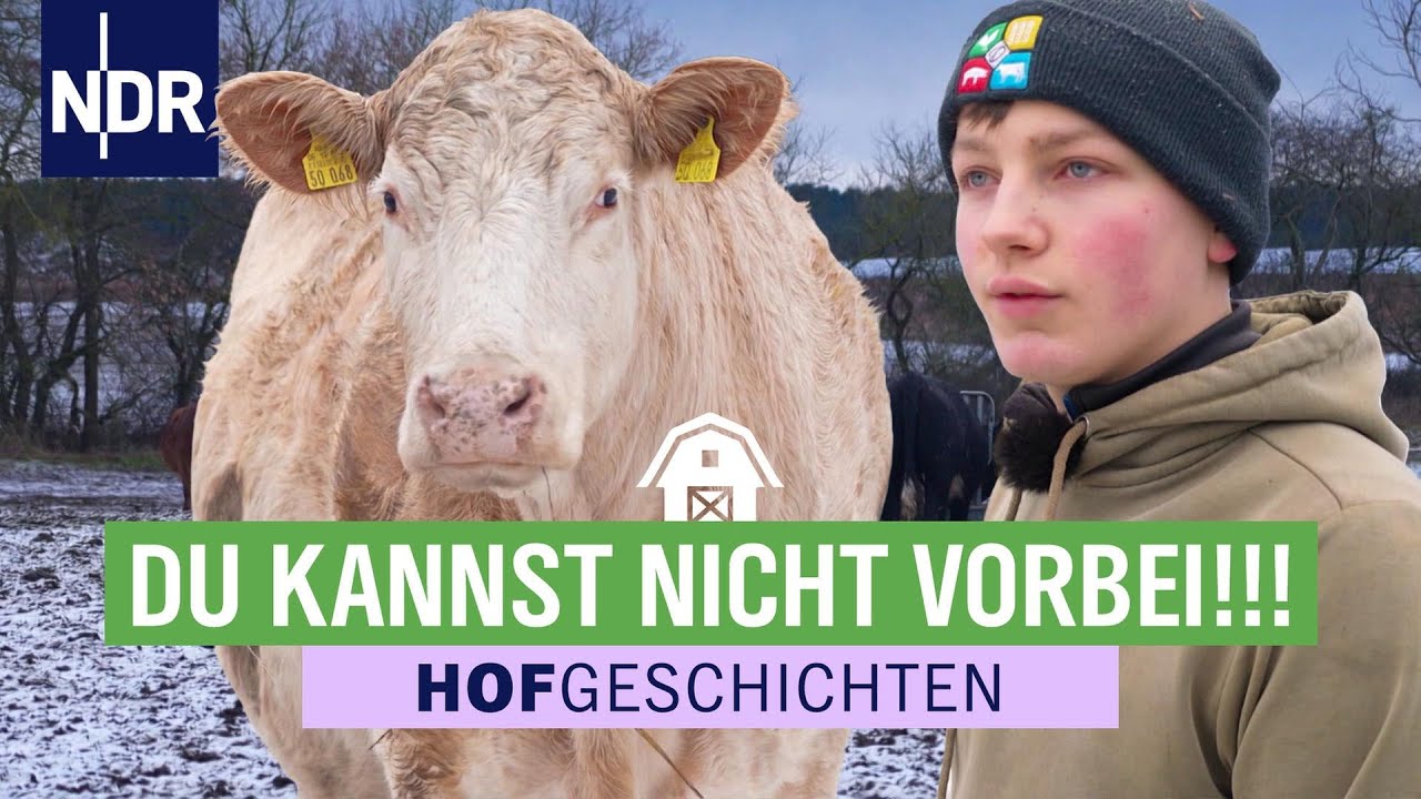 Praktikant Elias hat es nicht leicht mit Karsten Dudziaks Rindern | Hofgeschichten (365) | NDR
