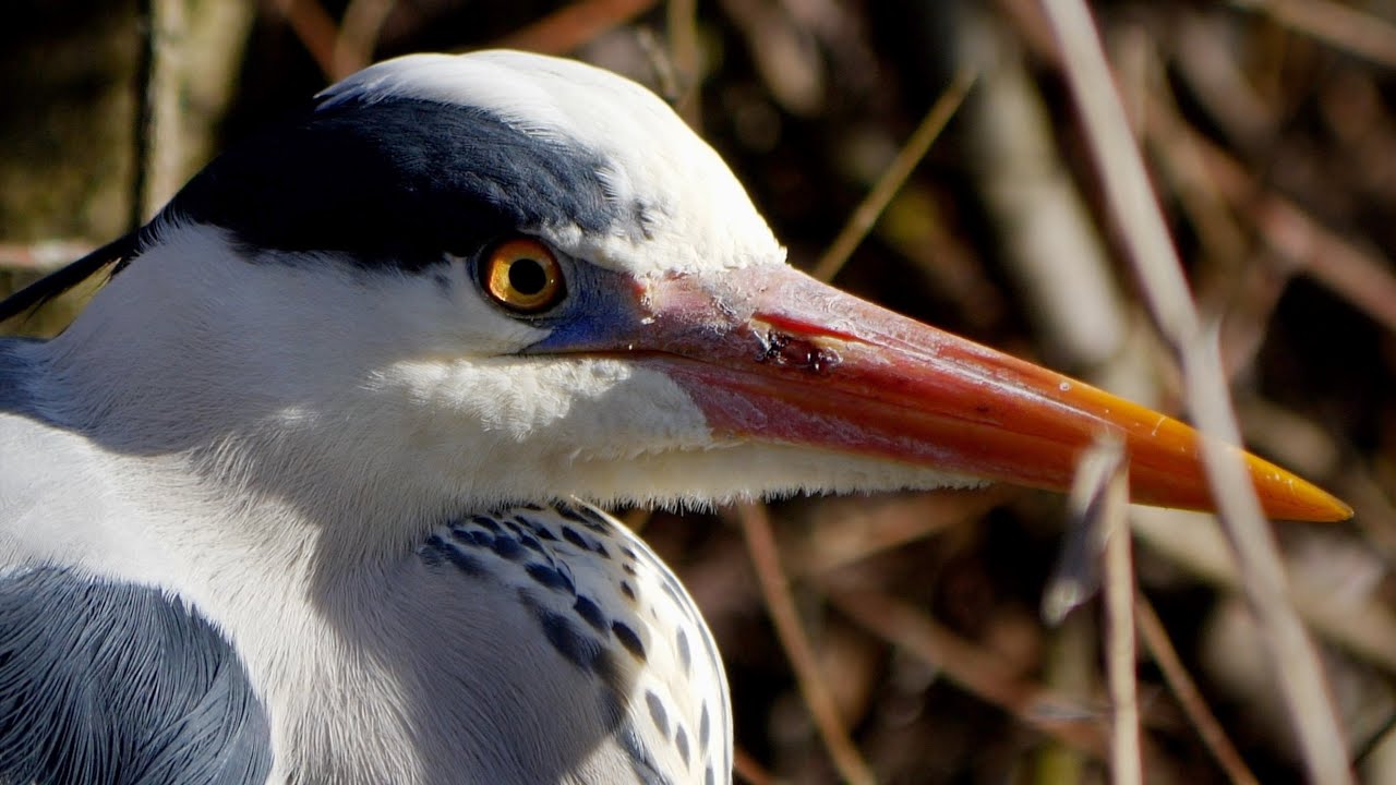 IL PRINCIPE DEL PARCO NORD MILANO: AIRONE CENERINO (ARDEA CINEREA)