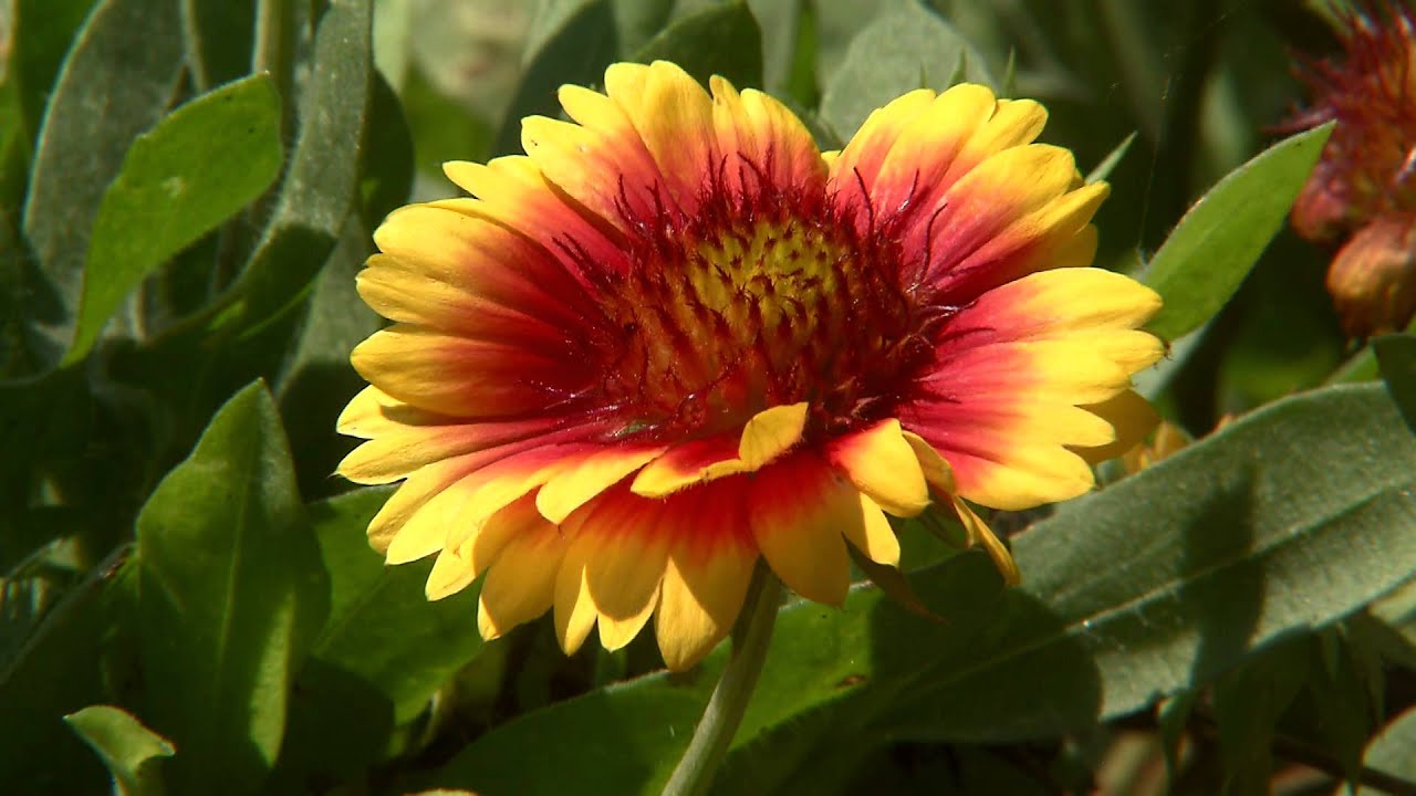 Mesa gaillardia blooms throughout the year