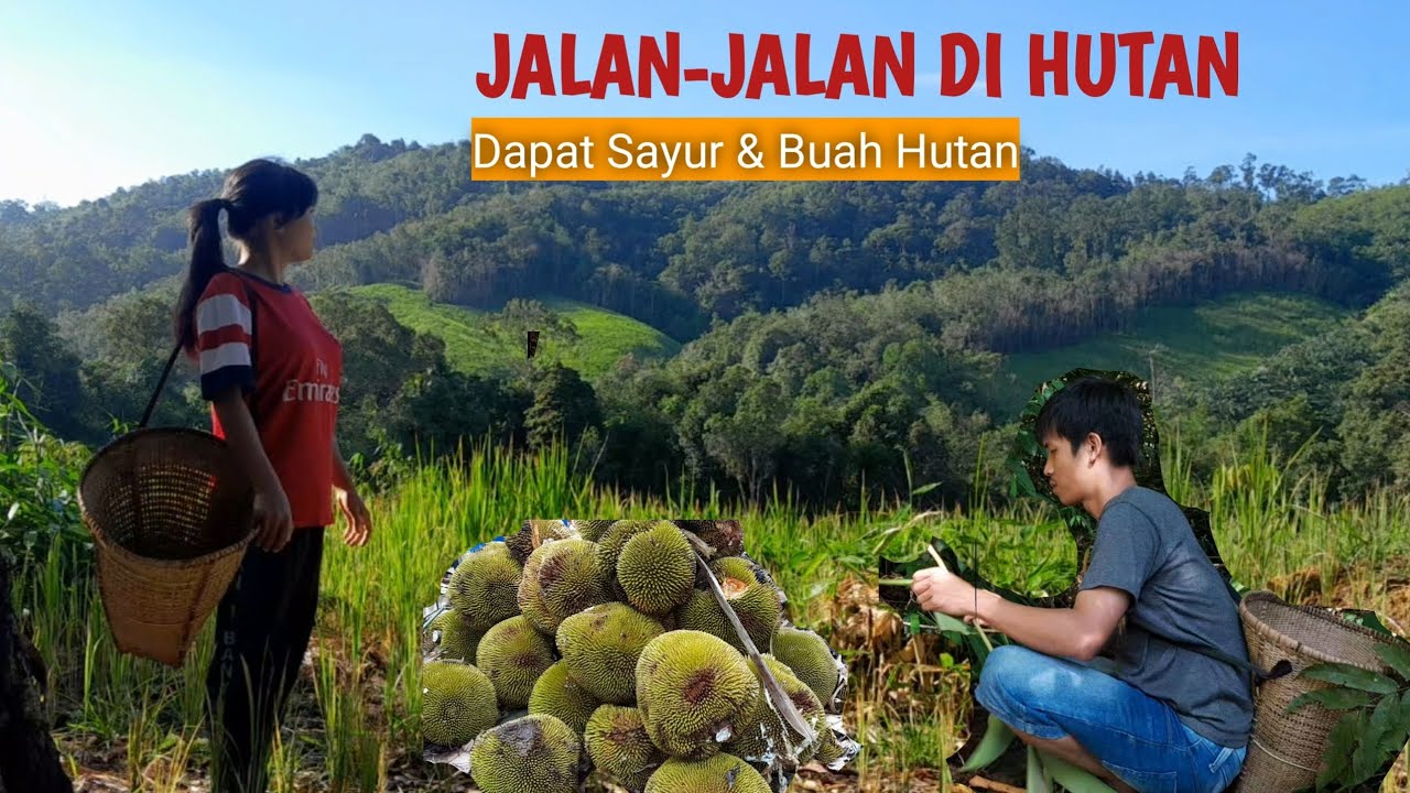 JALAN-JALAN DI HUTAN MENCARI SAYUR &BUAH HUTAN KALIMANTAN KHAS DAYAK PART 1