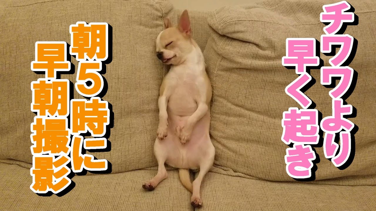 【81日目】朝５時。スムチーチワワのムギちゃんより早起きし、寝起きを撮影してみた。I woke up at 5am in the morning and took a movie.