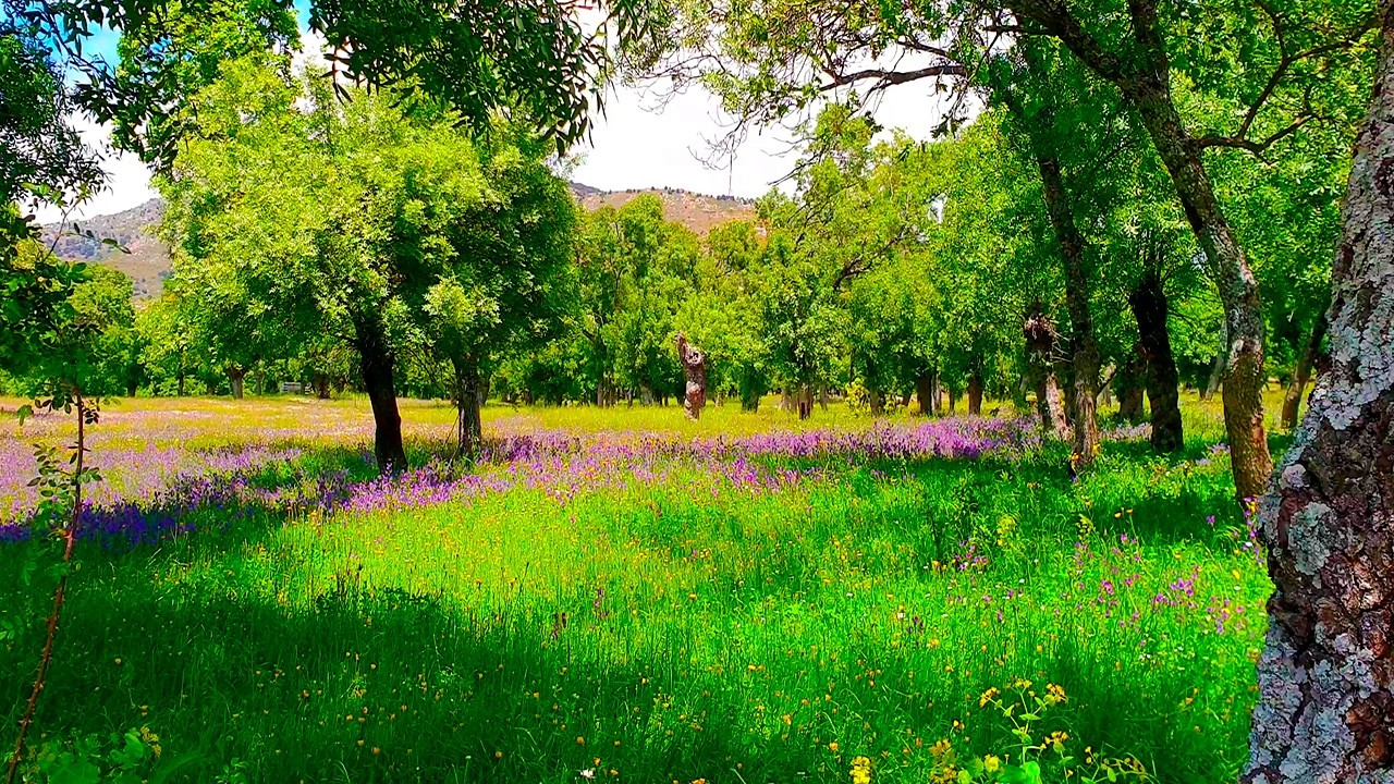 Positive Morning Forest ENERGY is Healing your Soul, Body & Mind 🌳Healing Frequency Spring Therapy