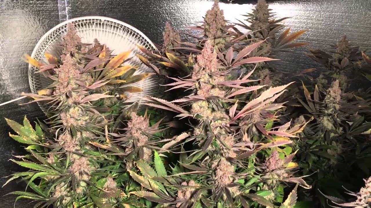 6000 watt Co2 grow dedicated to NugBuckets style Main-lining manifold technique Part 8 Kens GDP PJR