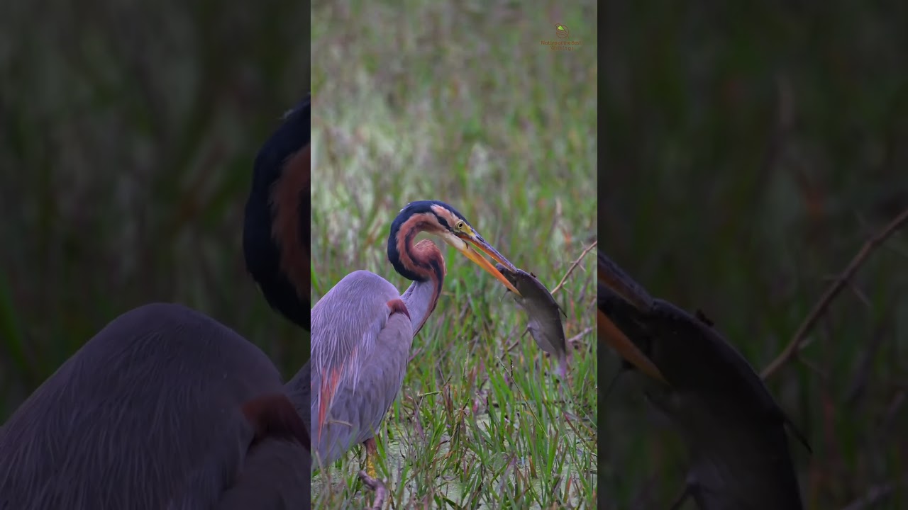Predatory Elegance: Purple Heron's Feast #birdsofparadise #birdslover #birds_captures
