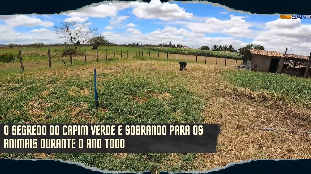 ROTINA NO FR - CUIDANDO DO CAPIM DE CESTA DOS CAVALOS