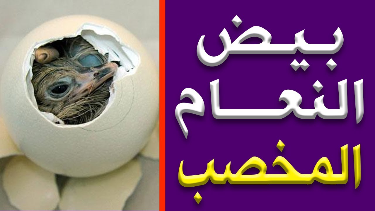 شراء بيض النعام المخصب مشروع مزرعة نعام افريقي