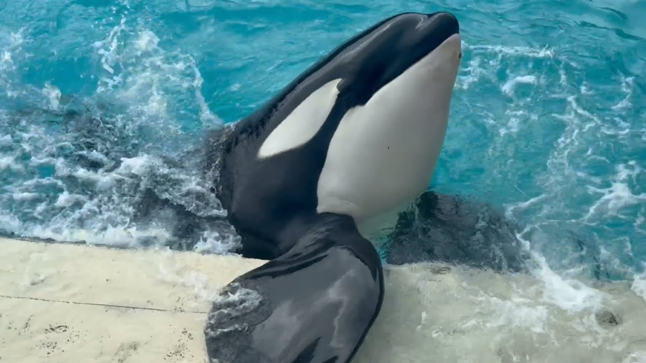 Killer Whale Training Sessions from the Skywalk at SeaWorld San Diego December 5, 2024