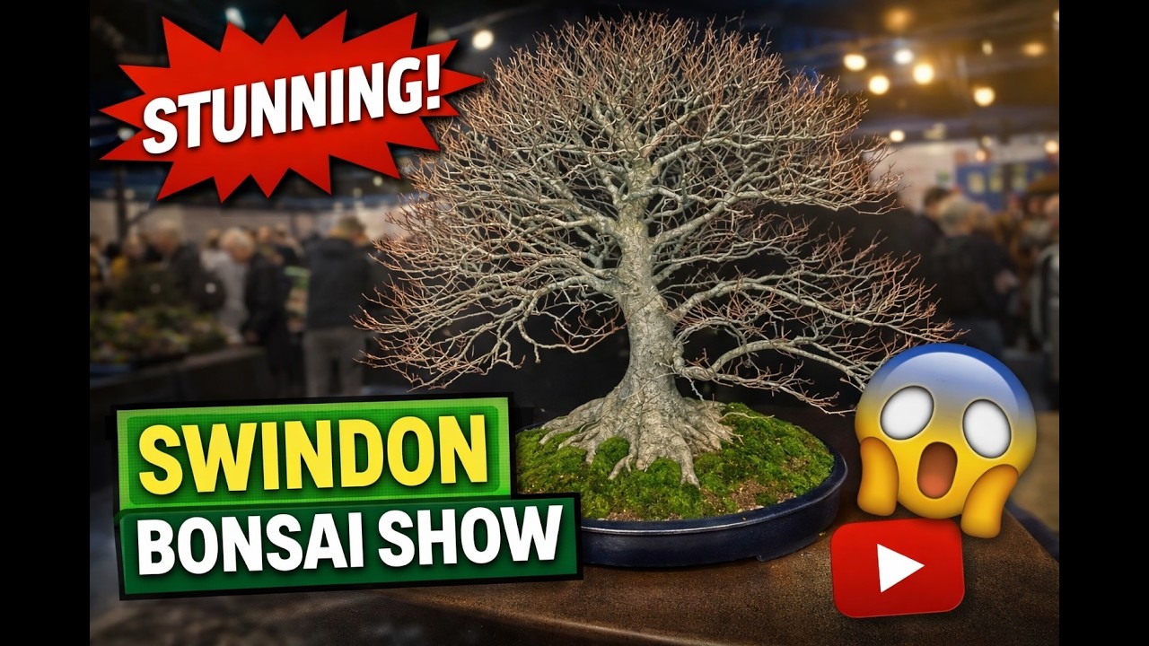 Bonsai Lovers Paradise! Highlights from Swindon Bonsai Show