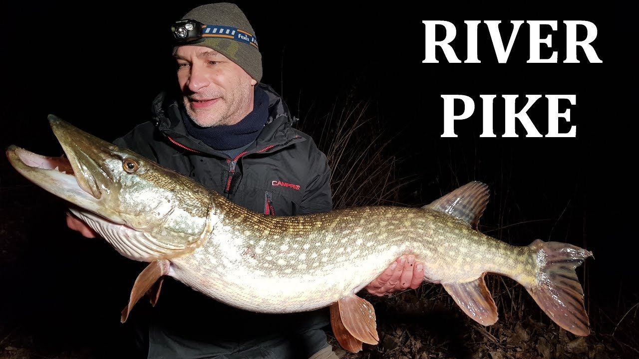 Pike & Zander Session - Warwickshire Avon - 15/1/19 (Video 101)