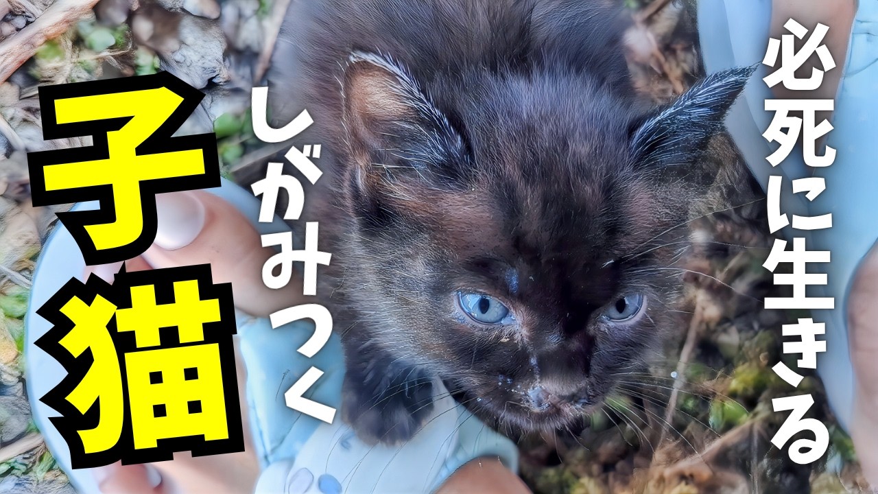 「絶対離れない」と震えながらしがみつく野良の子猫