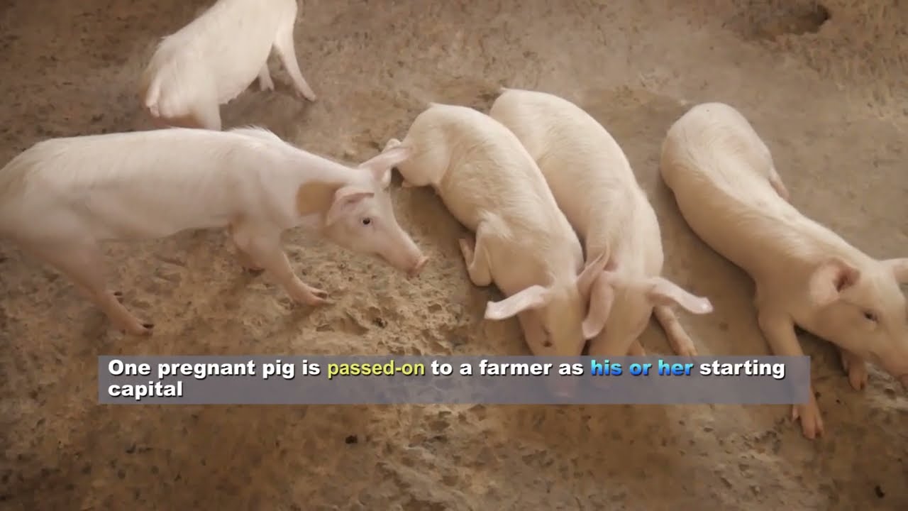 ZAMBIA: The legacy of pig farming among E-SLIP Beneficiaries