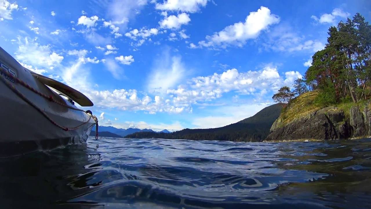 Great schools of anchovy in Howe Sound