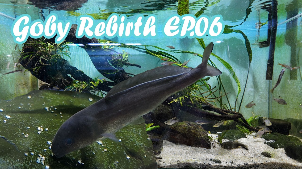 Goby Rebirth EP.06 ปลาไฟฟ้า เข้ากับปลาบู่เฉย