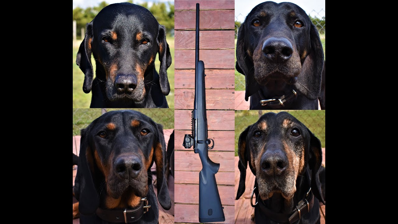 Mauser M18 - Gończy polski trening - Taurus T4