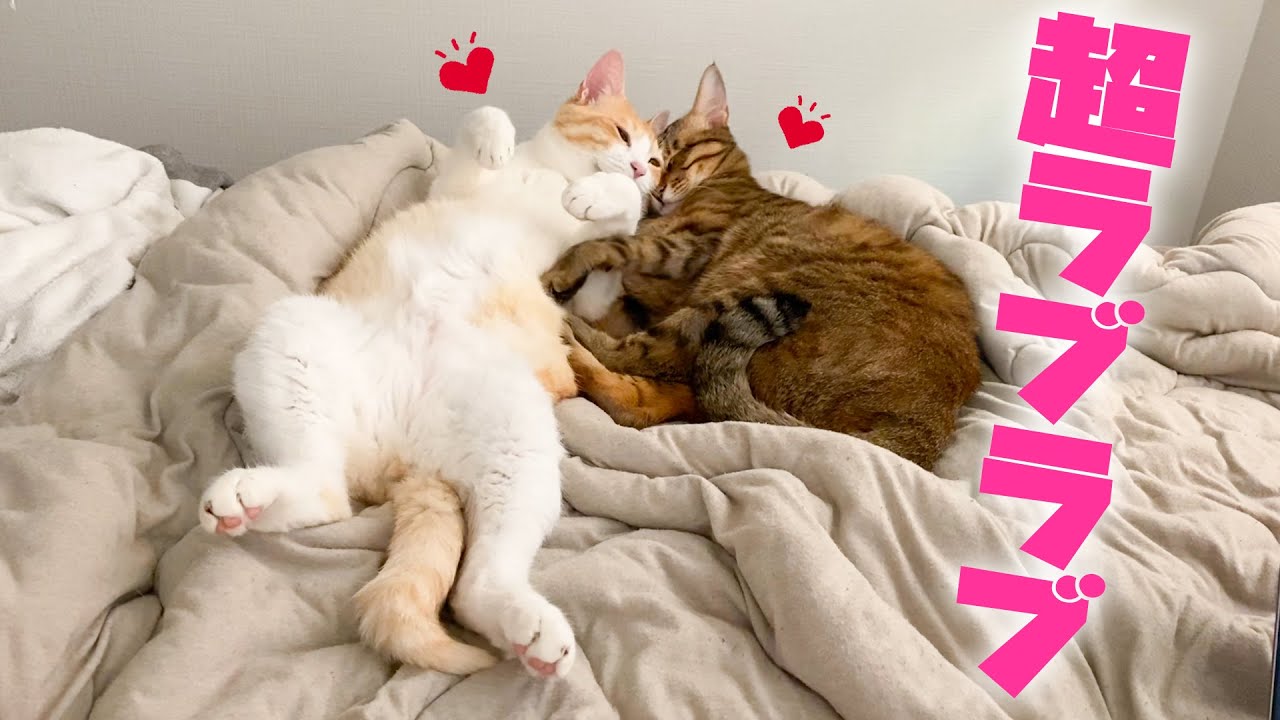 仲良し猫たちの寝方があまりにラブラブすぎるんですけど&hellip;