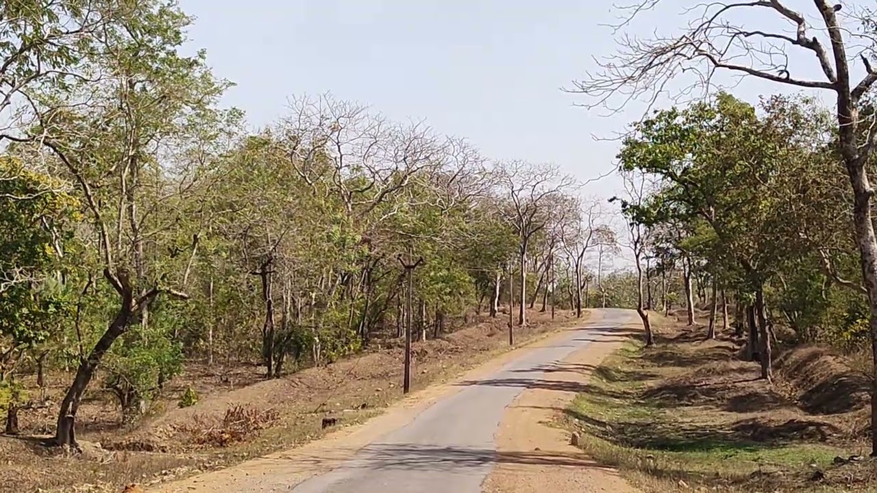 Deers passing through the road #deer #deerlife #forest #love