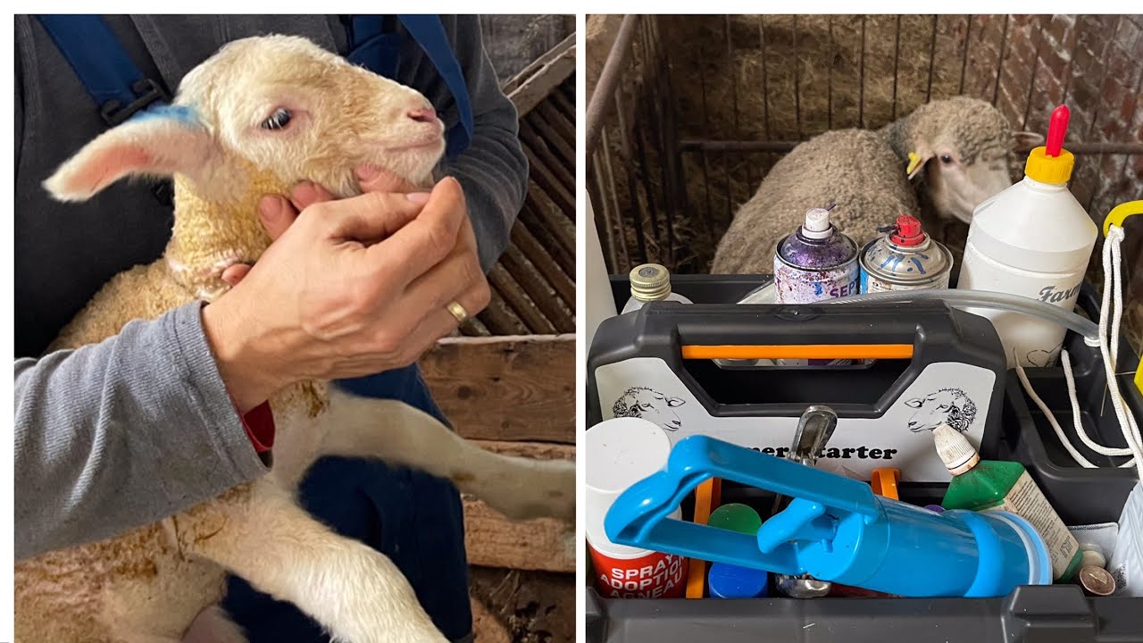 Báránynevelés, elletés eszközei és gyógyszerei nálunk – Lambing season’s equipments