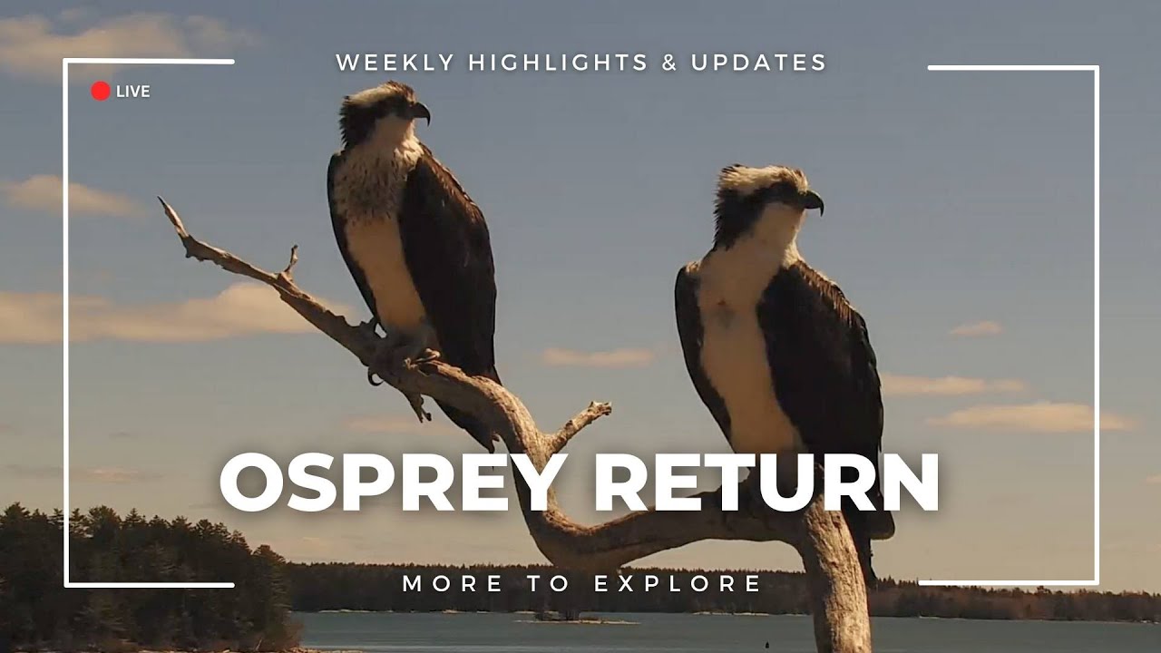Osprey Return | More to Explore