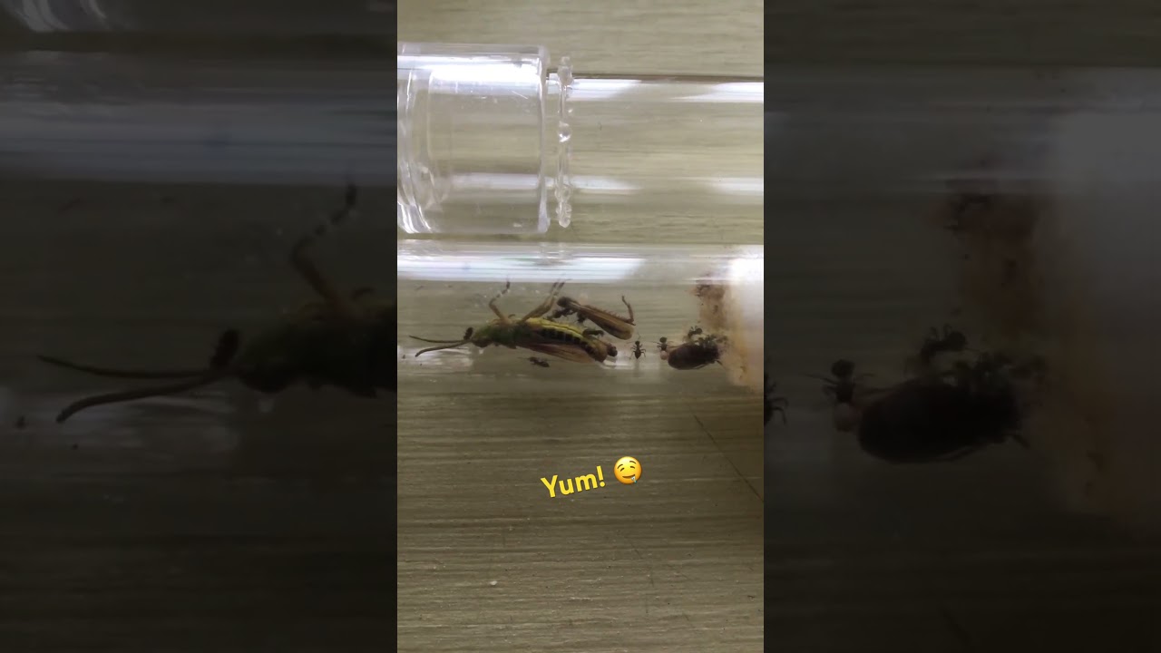 Protein!! 💪💪 #ants