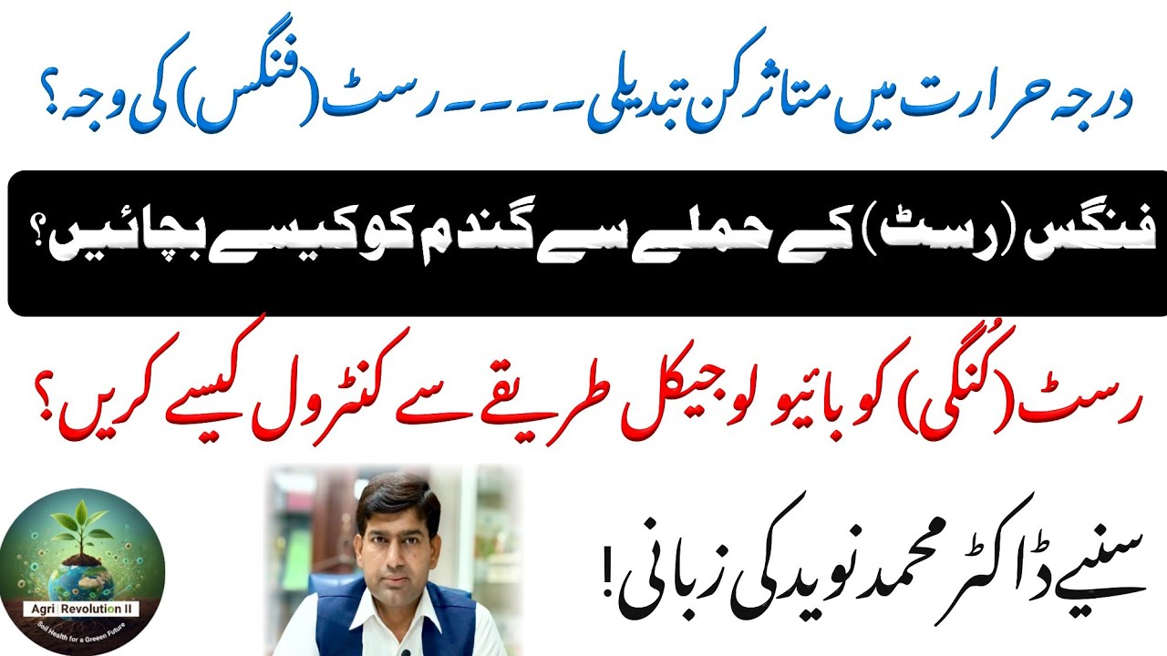 فنگس (رسٹ) کے حملے سے گندم کو کیسے بچائیں، بائیو لوجیکل طریقے سے کنٹرول۔ سنیے ڈاکٹر محمد نوید سے! 