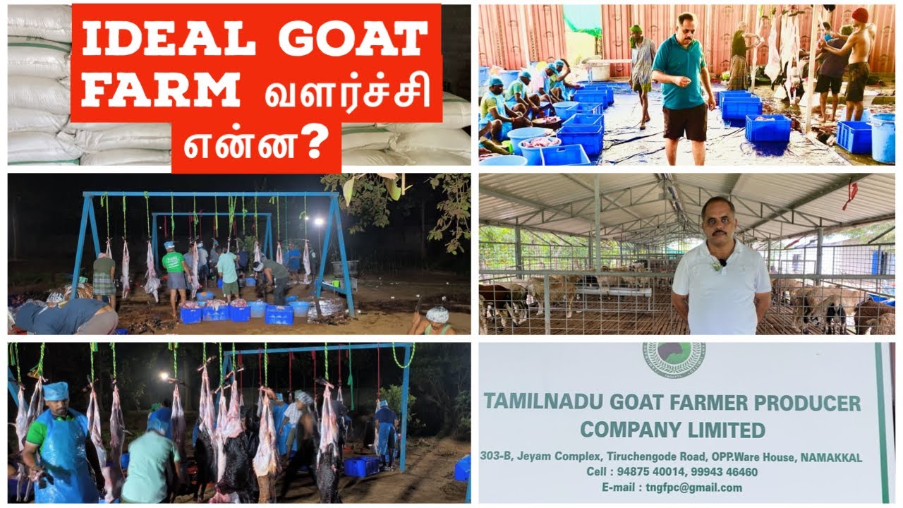 Ideal Goat farm வளர்ச்சி என்ன?