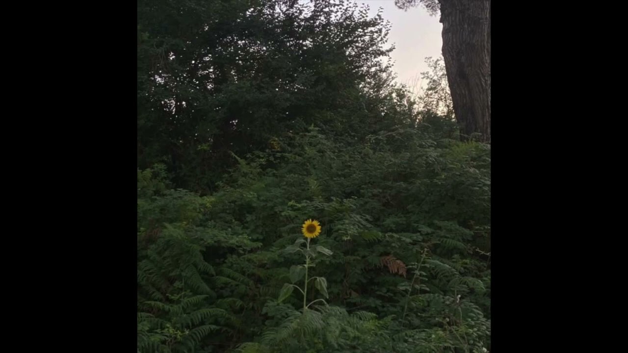 (free) indie folk + acoustic beat 