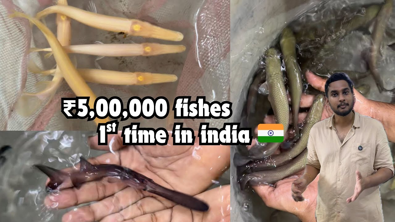 ₹5,00,000 அரிய வகை மீன் paddle fish golden gar Arapaima | wholesale aquarium Coimbatore btaqua தமிழ்