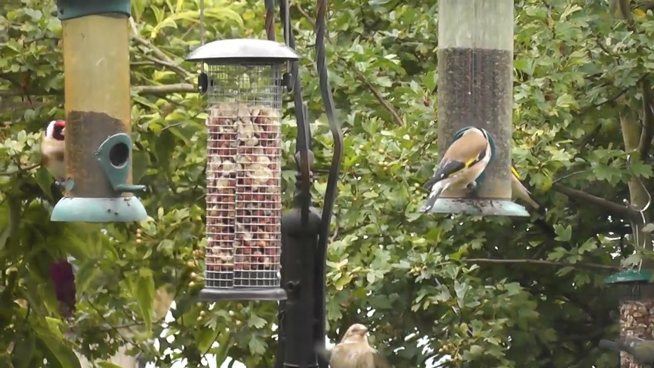 Goldfinches, young @ Old
