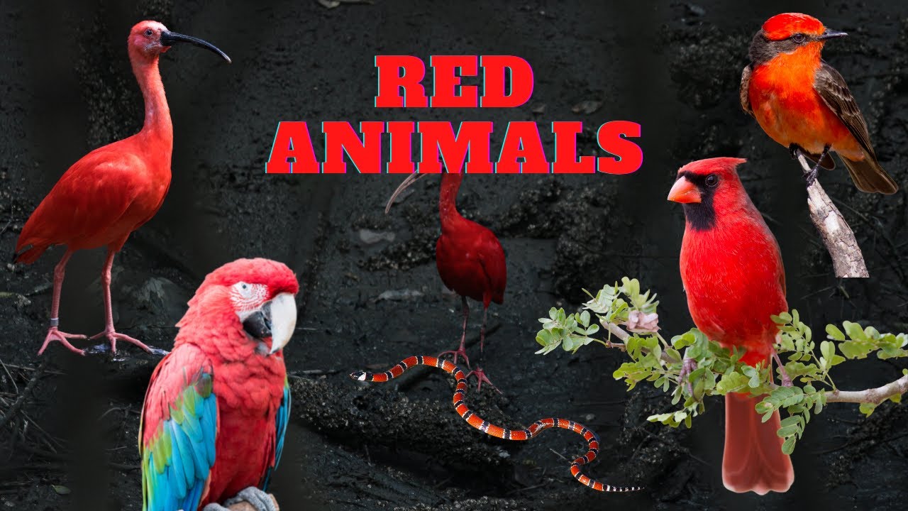 RED ANIMALS - Have you ever wondered why some animals are red?