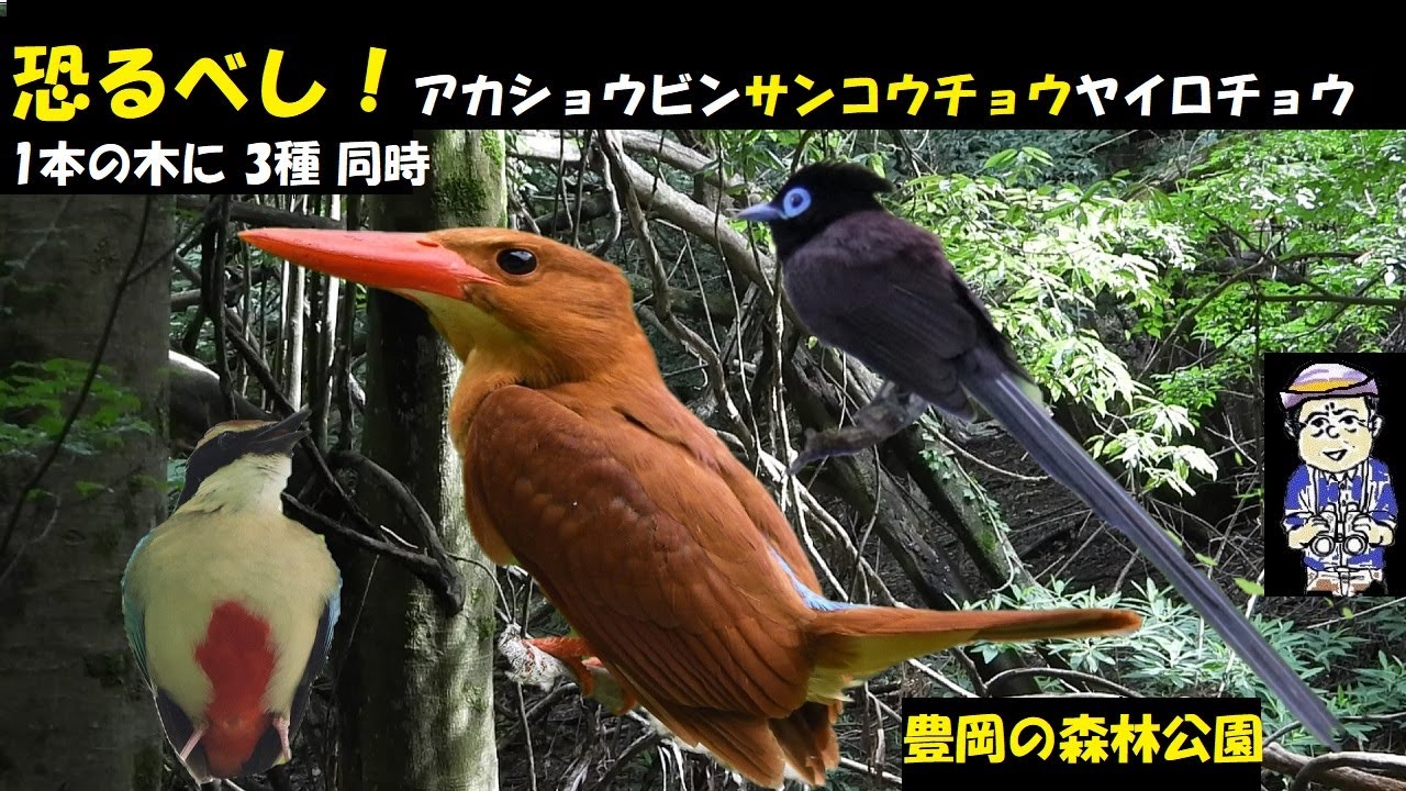 恐るべし！！1本の木にアカショウビン、サンコウチョウ、ヤイロチョウがとまる！兵庫県、豊岡市の奈佐森林公園、うっちー探検発見ほっとけん、 野鳥観察、2023年7月7日