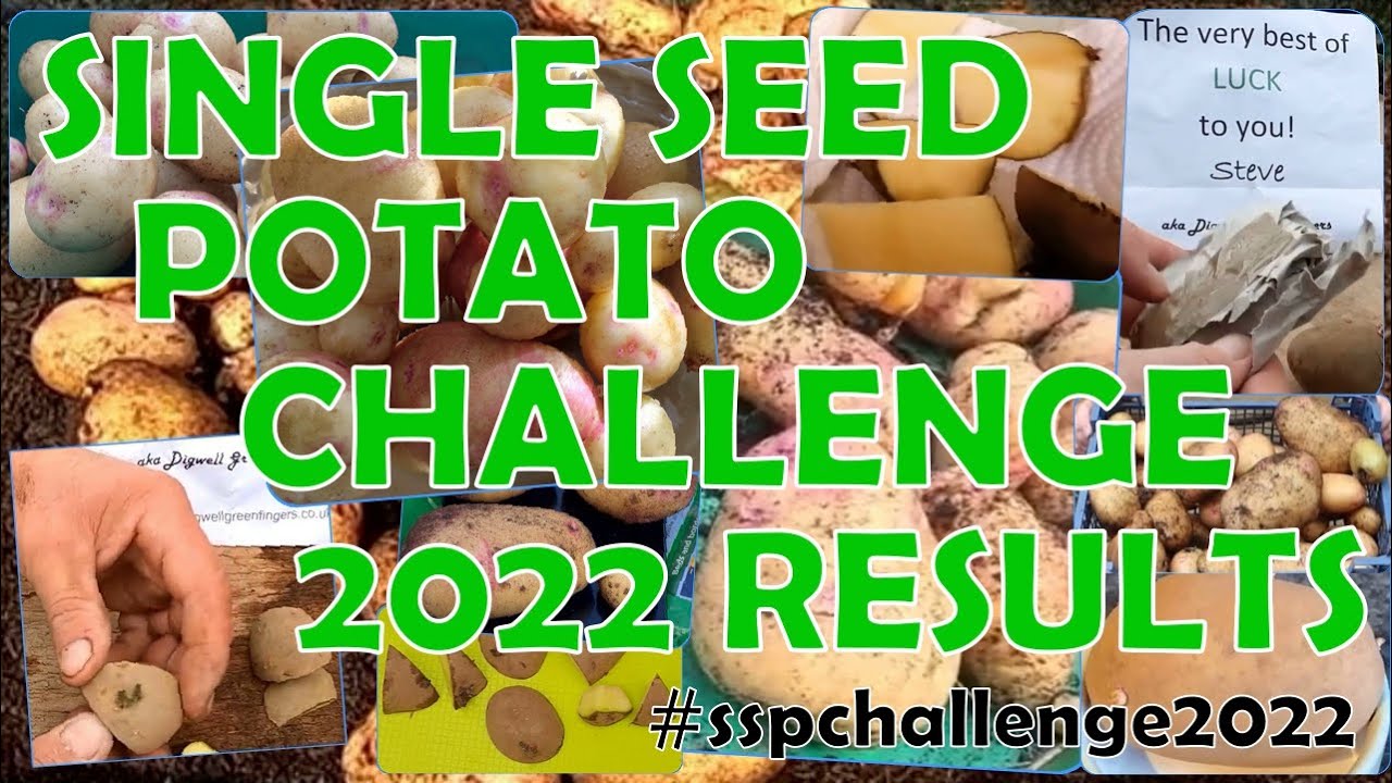 SINGLE SEED POTATO CHALLENGE 2022 - A Summary & The Results