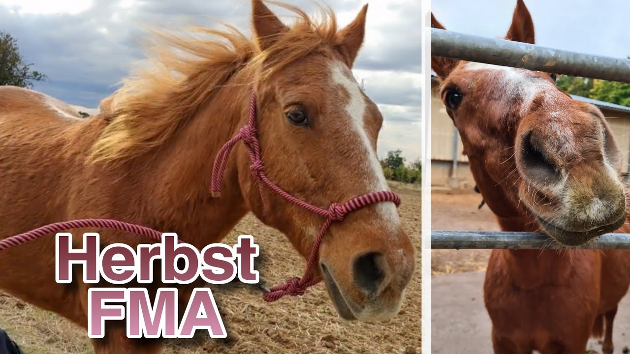 Herbst FMA - Unser Alltag, Spaziergang & Co