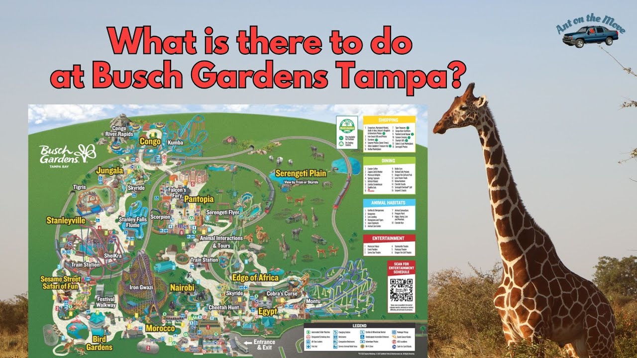 Чем заняться в Busch Gardens Tampa?