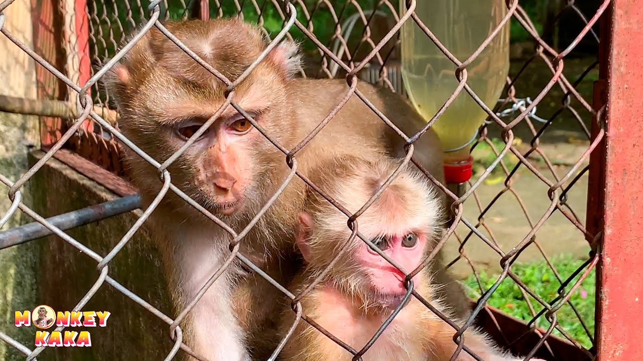 Dad's sad mood when watching videos of Monkey Kaka and Monkey Mit