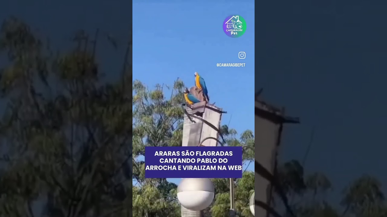 louro e papagaio s&atilde;o  fragados cantando pablo na sofrencia