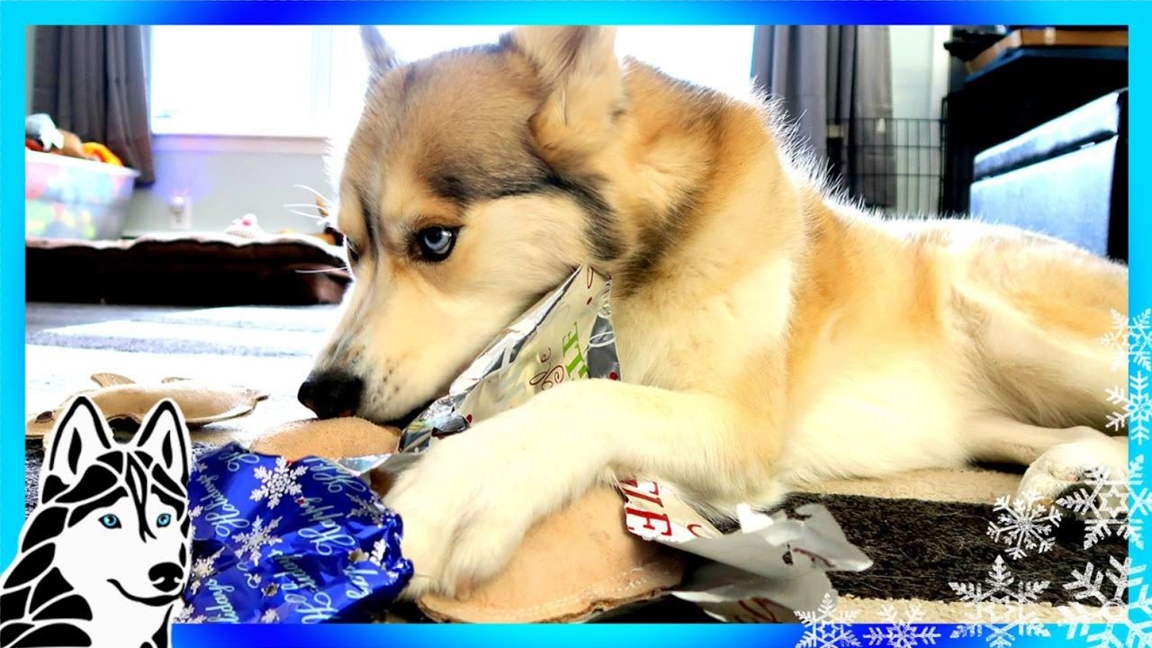 DOGS OPEN CHRISTMAS PRESENTS 🎄 Santa Paws | Husky on Christmas