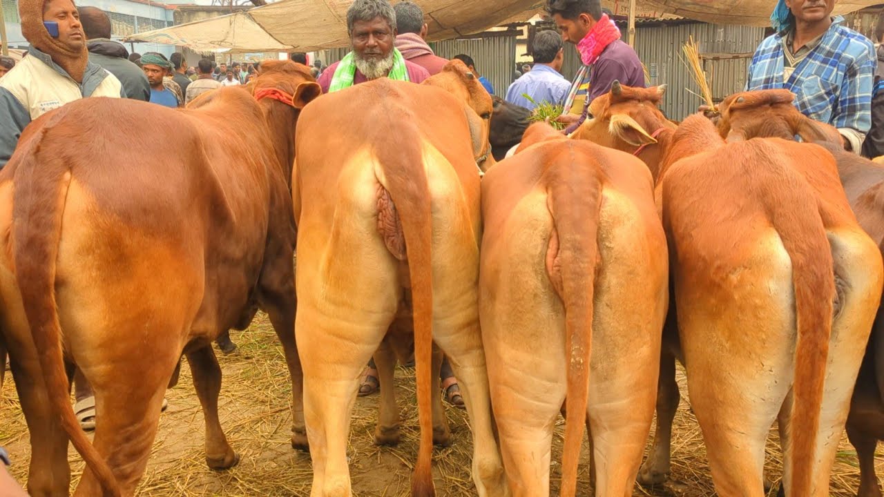 আজ ১৪/২/২৪ || শারি শারি পিওর শাহিওয়াল বকনা || সোনাইচন্ডী হাট | ঈদের জন্য তৈরী করার জন্য কিনছে ক্রেতা