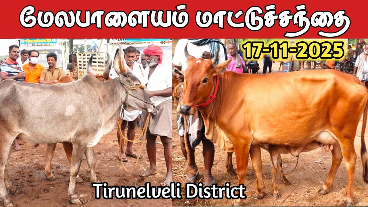 17-11-2025/ மேலப்பாளையம் மாட்டுச்சந்தை திருநெல்வேலி மாவட்டம் திங்கள்கிழமை 
