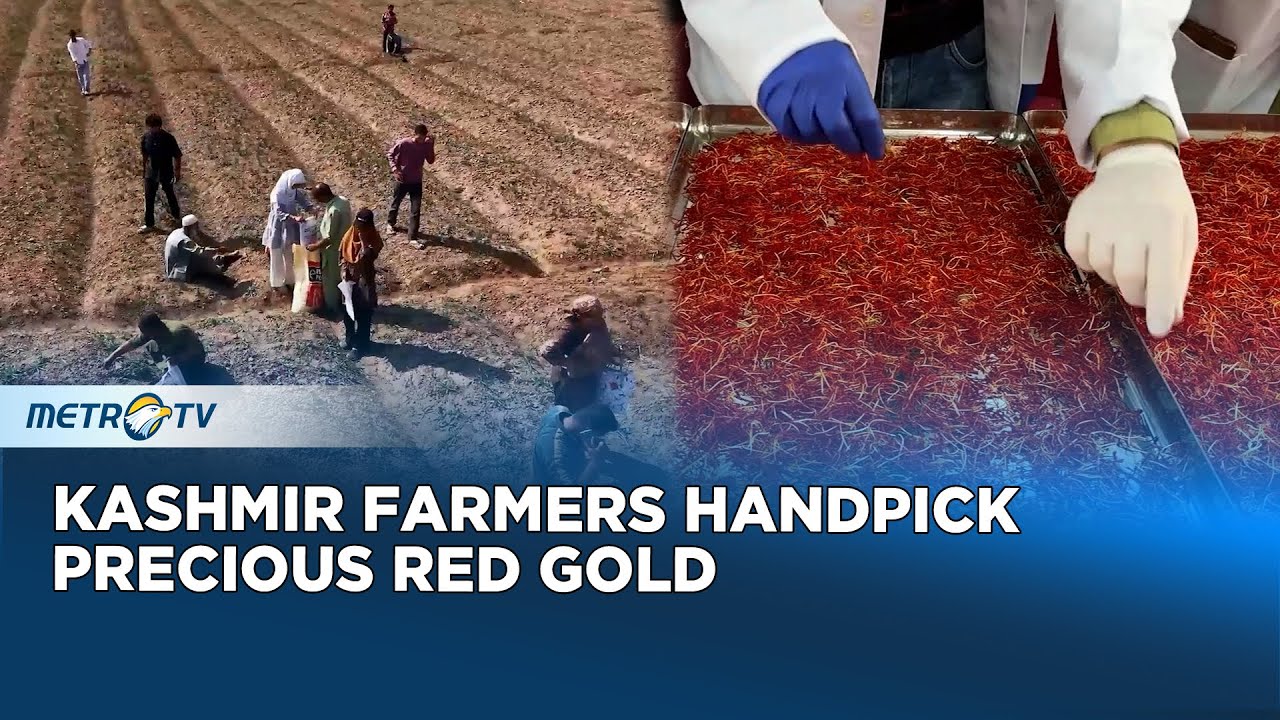Kashmir Farmers Harvest Red Gold Saffron Amid Global Demand