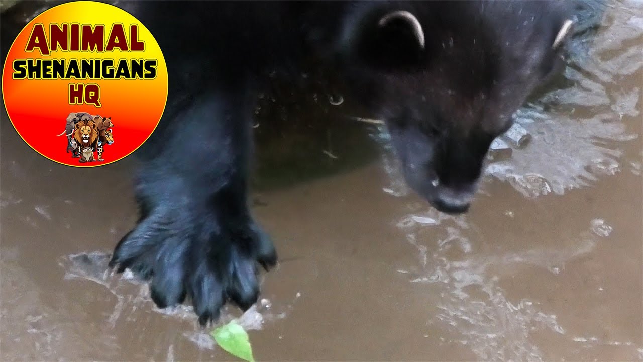 Big Paw Wolverine Hitting Ice Sheet  #UKWeather #Ice