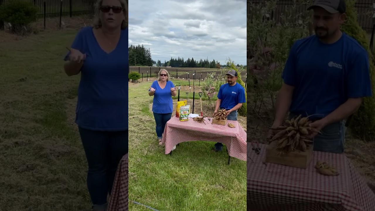 How to dig and divide your dahlias in the spring!