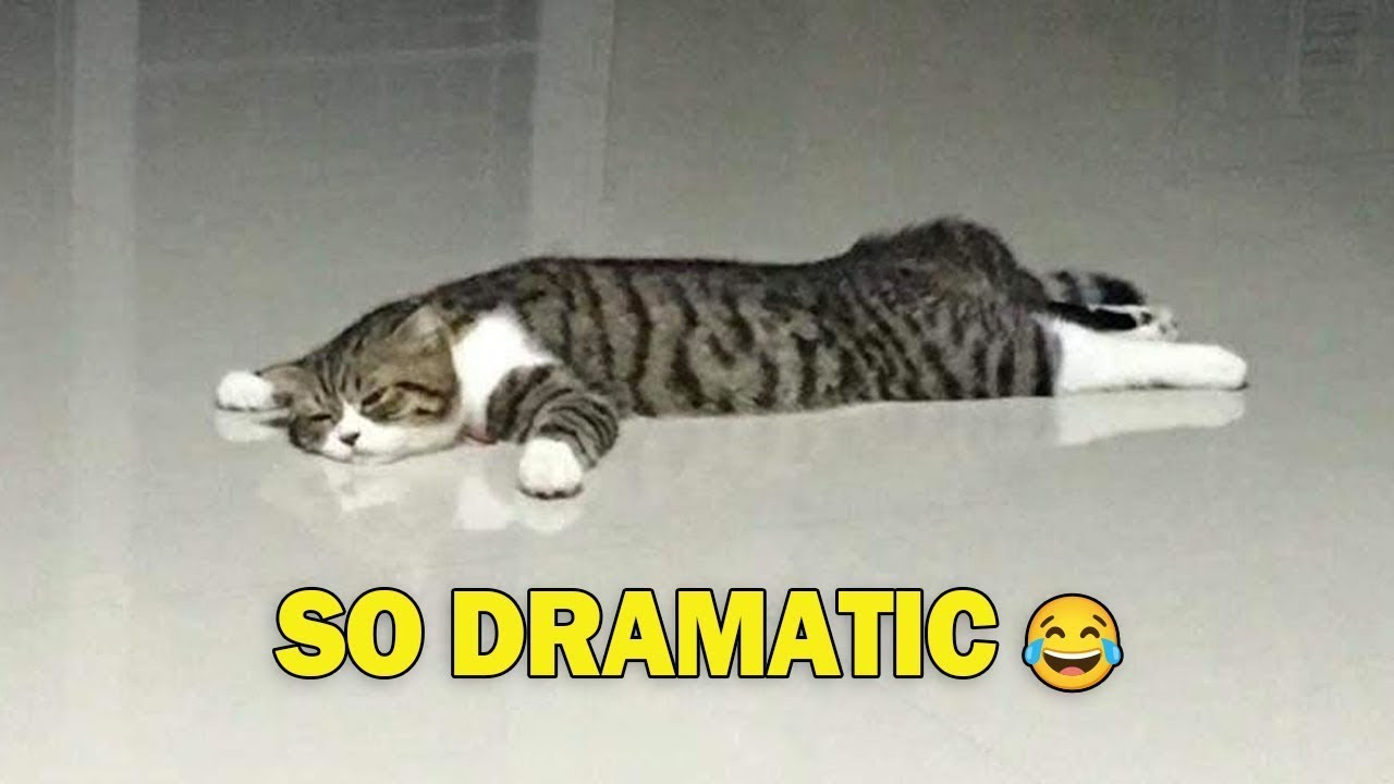You Can’t Stop Laughing At These Cats 🤣 | Funniest Chaos Compilation 2026