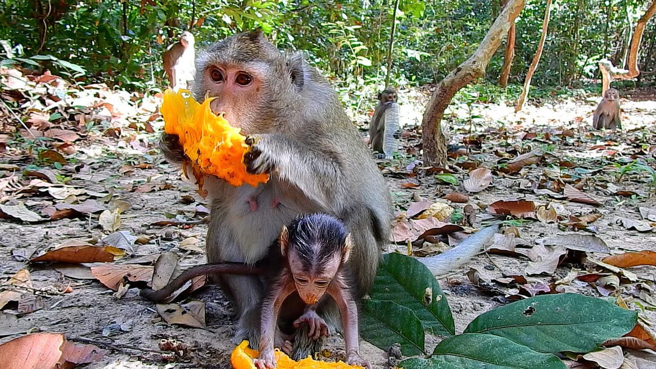 Most Adorable Tiny Baby AMINA Taste Piece Of Mango That Remained From Mom ANNA | @IShowMonkeyTV