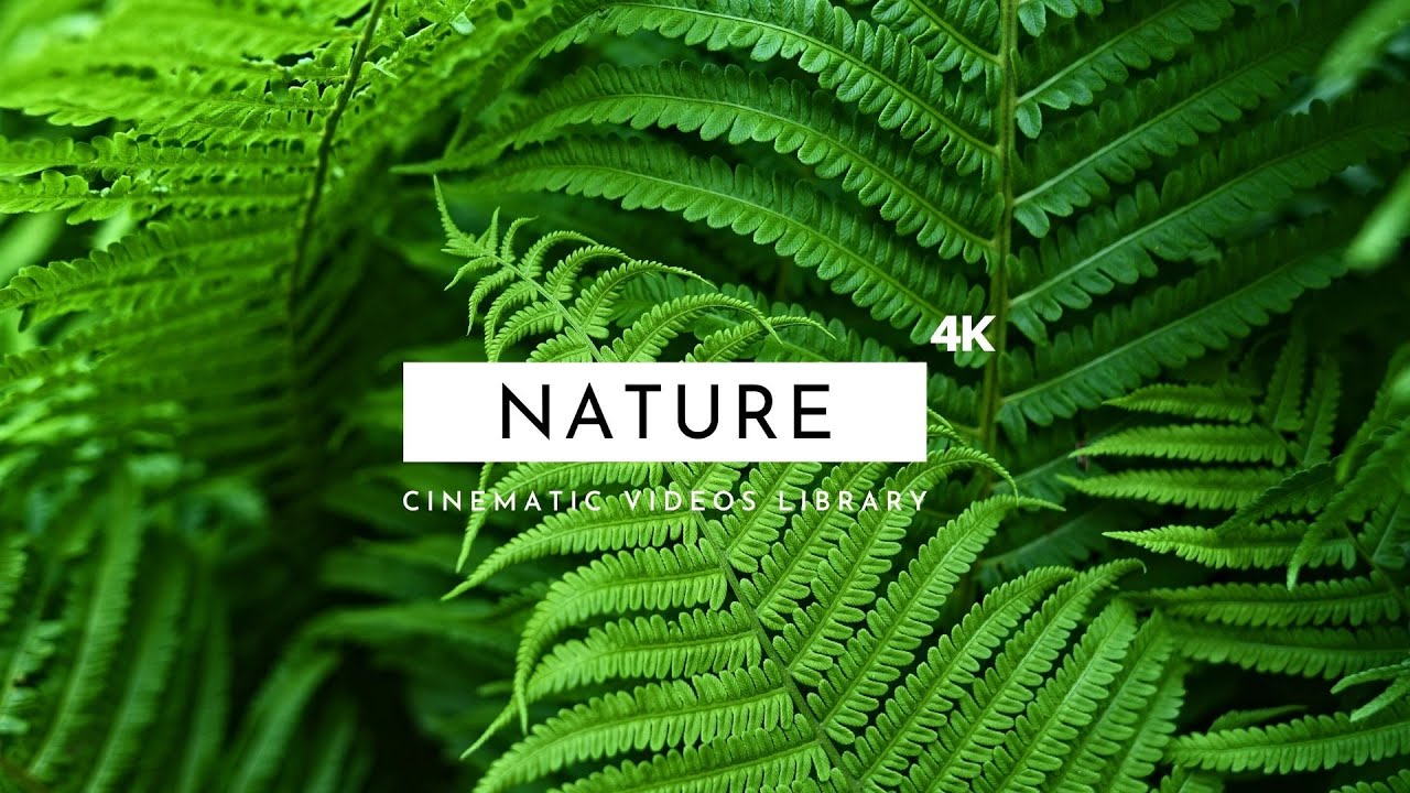 Nature - 10 Most Cinematic Videos 4K | Free Footage Stock