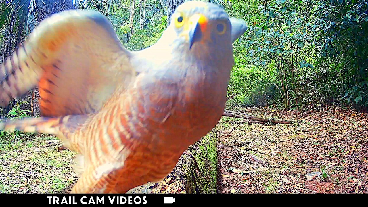 Costa Rica Wildlife: Stunning Birds (Birding on Trail Camera)