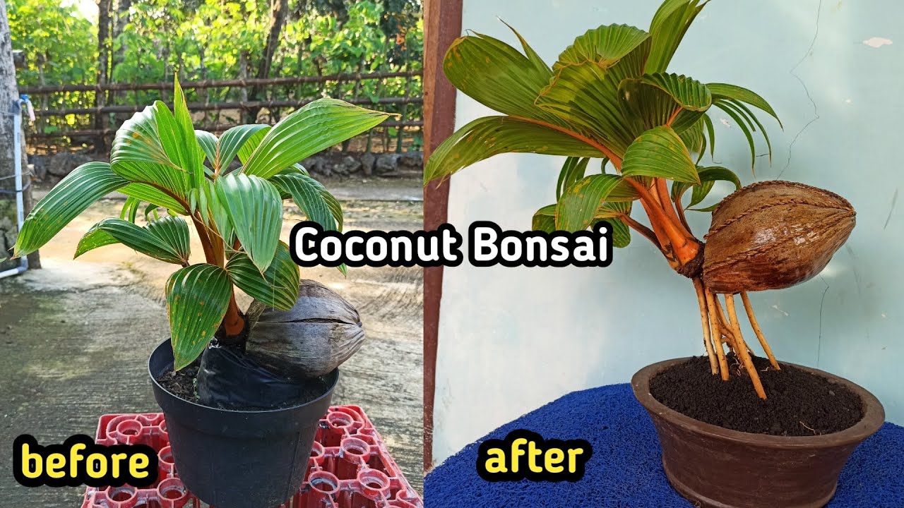 TIPS AND IDEAS ON HOW TO BEAUTIFY  YOUR COCONUT BONSAI